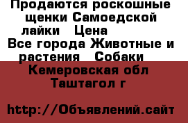 Продаются роскошные щенки Самоедской лайки › Цена ­ 40 000 - Все города Животные и растения » Собаки   . Кемеровская обл.,Таштагол г.